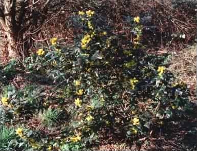 Mahonia - Mahonia aquifolium habit