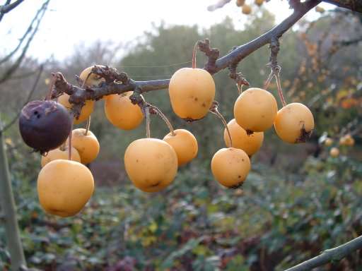 Malus var. calocarpa species information page