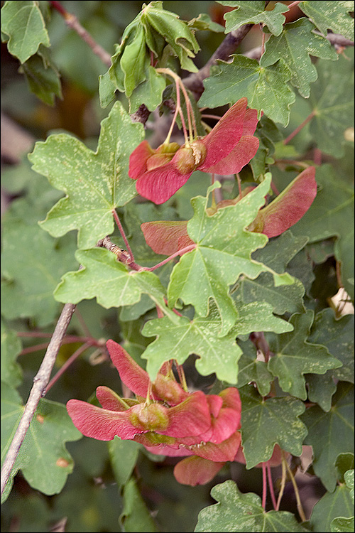 Field Maple - Acer campestre, species information page, photo licensed for reuse NCSA3.0