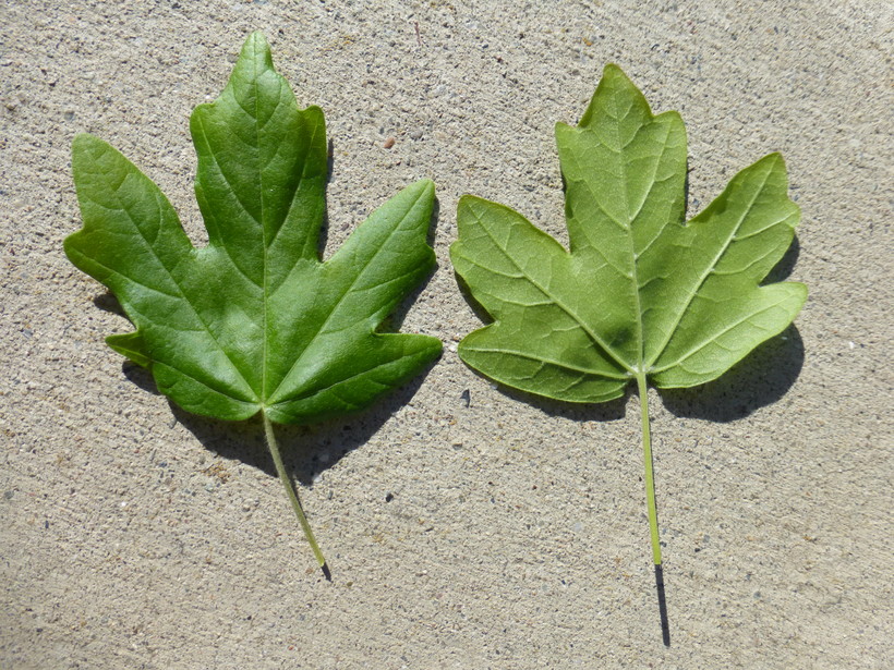 Field Maple - Acer campestre, species information page, image licensed for reuse CCBYNC3.0