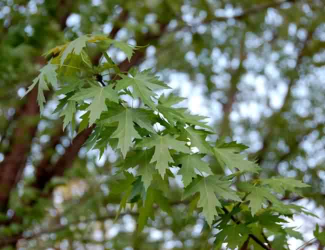 Silver Maple - Acer saccharinum, click for a larger image, photo licensed for reuse CCA3.0