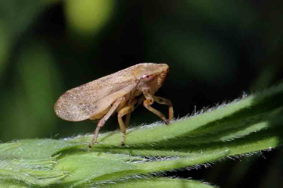 Meadow Froghopper - Philaenus spumarius, click for a larger image, photo licensed for reuse CCASA3.0