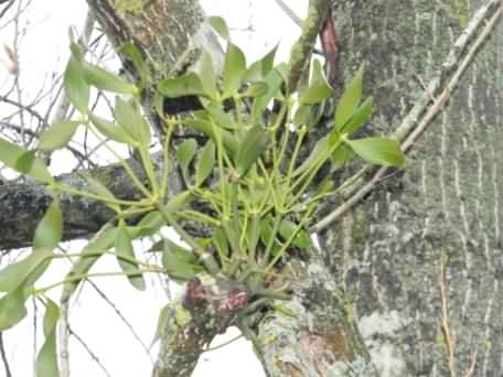 European Mistletoe - Viscum album, click for a larger image