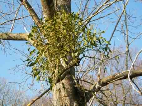 European Mistletoe - Viscum album, species information page