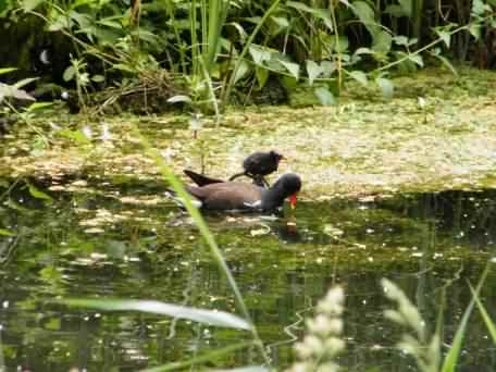 Moorhen - Gallinula chloropus, click for a larger image