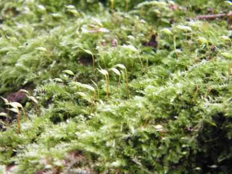 Rough-stalked Feather Moss - Brachythecium rutabulum, click for a larger image
