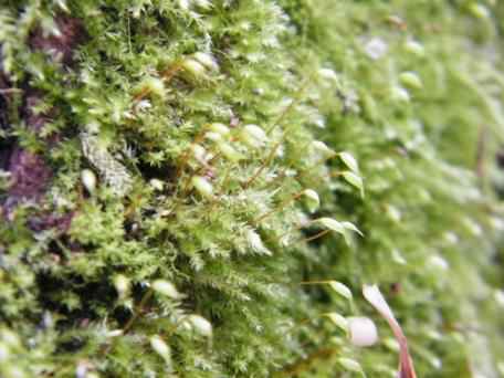 Rough-stalked Feather Moss - Brachythecium rutabulum, click for a larger image