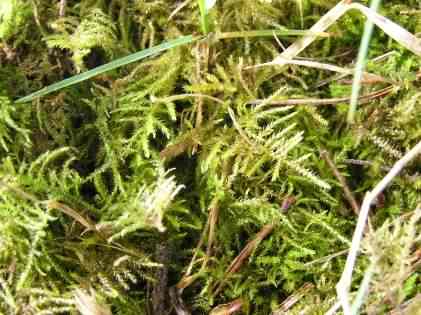Common Feather moss - Kindbergia praelonga, species information page, photo licensed for reuse CCASA3.0