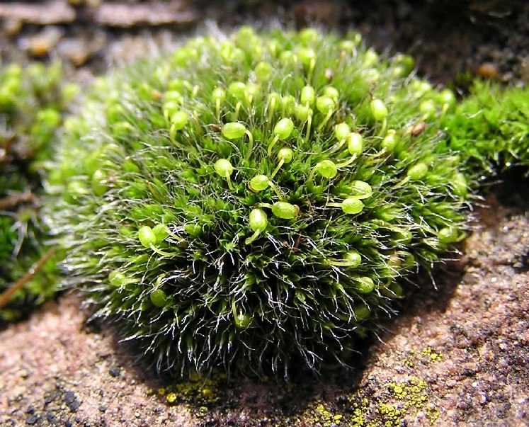 Grey-cushioned Grimmia - Grimmia pulvinata, click for a larger image, photo licensed for reuse CCASA3.0