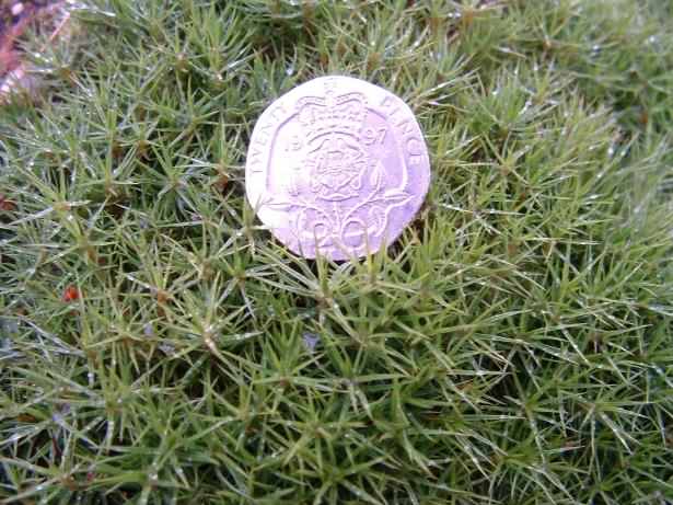 Haircap Moss - Polytrichum commune, species information page