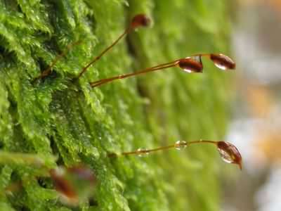 Cypress leaved plait moss - Hypnum cupressiforme, species information page, photo licensed for reuse CCASA3.0