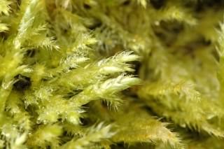 Common Feather moss - Kindbergia praelonga, species information page, photo licensed for reuse CCASA2.5
