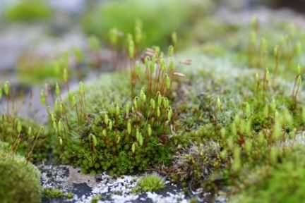 Byrum Moss - Bryum capillare, species information page, photo licensed for reus CCA2.0e
