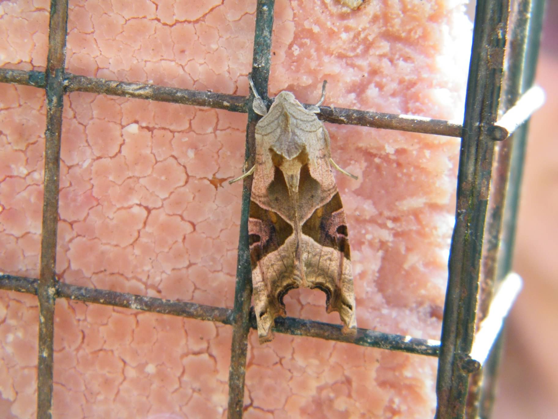 Angle Shades moth - Phlogophora meticulosa, species information page