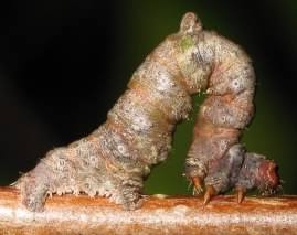 Brimstone moth larvae - Opisthograptis luteolata, click for a larger image, photo licensed for reuse CCASA3.0