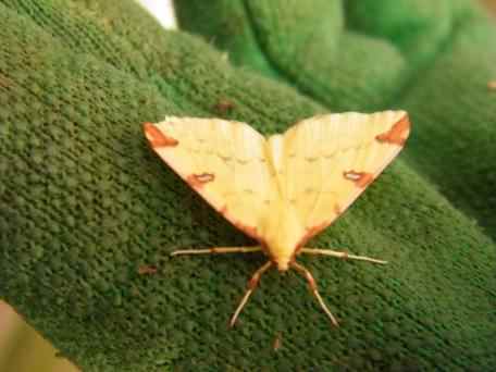 Brimstone moth - Opisthograptis luteolata, click for a larger image