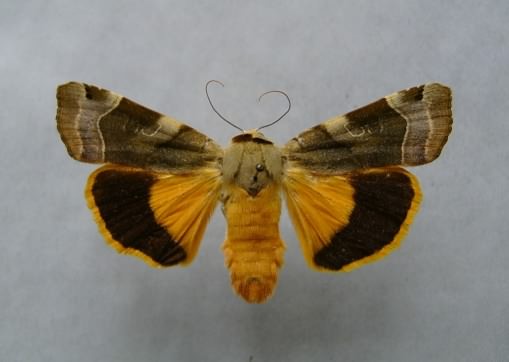 Broad-bordered Yellow Underwing - Noctua fimbriata, species information page