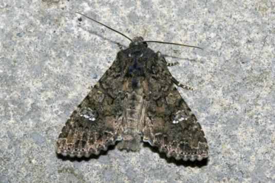 Cabbage moth - Mamestra brassicae, click for a larger image, photo licensed for reuse CCASA2.5