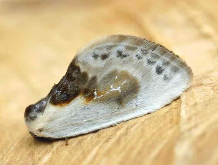 Chinese Character moth - Cilix glaucata, species information page, photo licensed for reuse ©2006 Entomart
