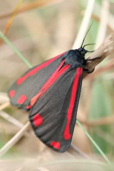 Cinnabar moth - Tyria jacobaeae, click for a larger image, photo licensed for reuse CCASA3.0