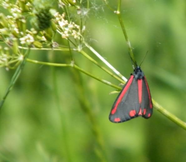 Cinnabar moth - Tyria jacobaeae, species information page, photo licensed for reuse CCASA3.0