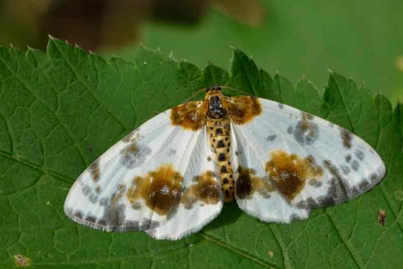 Clouded Magpie - Abraxas sylvata, click for a larger image, photo licensed for reuse CCASA3.0