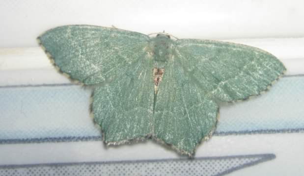 Common Emerald moth - Hemithea aestivaria, click for a larger image, photo licensed for reuse [CCASA2.5