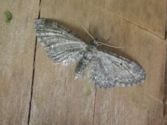 Common Pug moth - Eupithecia vulgata, click for a larger image, licensed for reuse CCA2.0