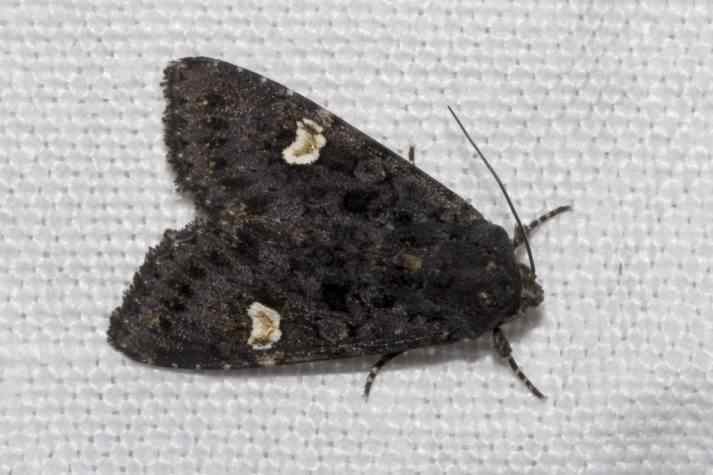 Dot moth - Melanchra persicariae, click for a larger image, photo licensed for reuse CCASA2.5