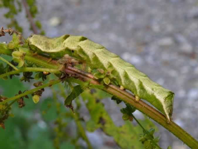 Dot moth - Melanchra persicariae, click for a larger image, photo licensed for reuse CCASA3.0