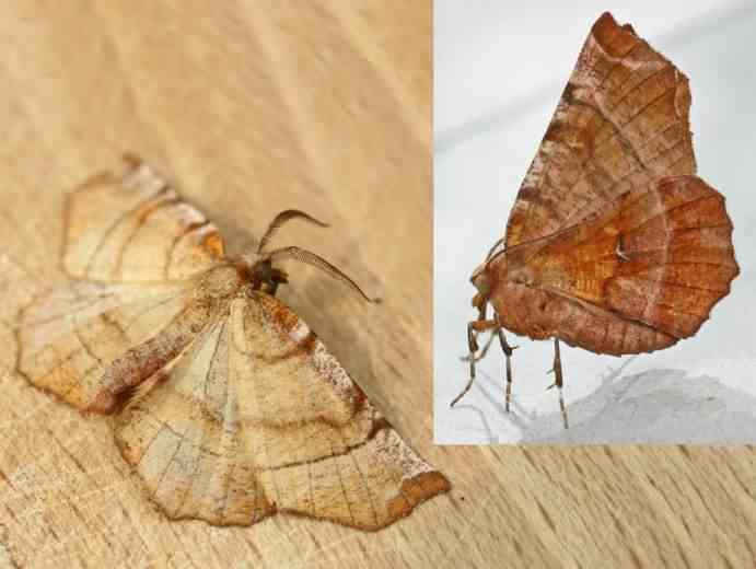 Early Thorn moth - Selenia dentaria, click for a larger image, photo licensed for reuse ©2005 Entomart