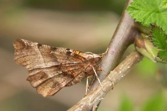 Early Thorn moth - Selenia dentaria, click for a larger image, licensed for reuse CCANC3.0