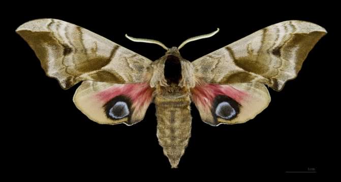 Eyed hawk–moth - Smerinthus ocellatus, click for a larger image, photo licensed for reuse CCASA4.0