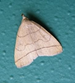 The Fan-foot - Zanclognatha tarsipennalis, species information page