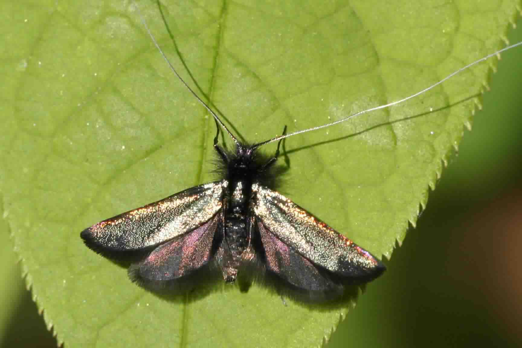 Green Longhorn moth - Adela viridella, click for a larger image, photo licensed for reuse CCASA3.0