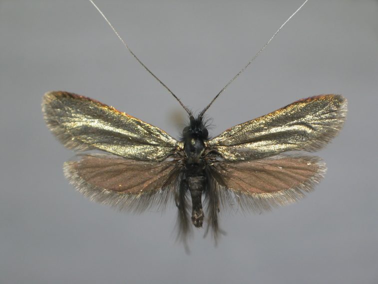 Green Longhorn moth - Adela viridella, species information page, photo licensed for reuse CCASA3.0