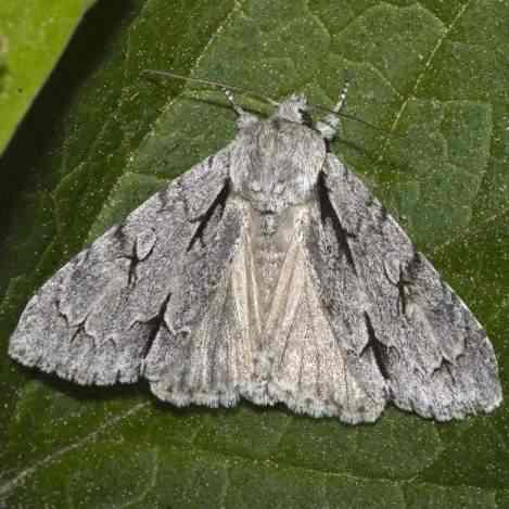 Grey Dagger - Acronicta psi, click for a larger image, photo licensed for reuse CCASA2.5