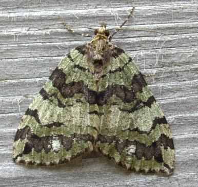 July Highflyer - Hydriomena furcata, click for a larger image, photo is in the public domain