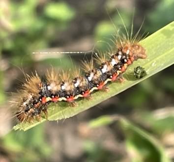 Knotgrass Moth - Acronicta rumicis, click for a larger image
