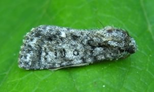 Knotgrass Moth - Acronicta rumicis, click for a larger image