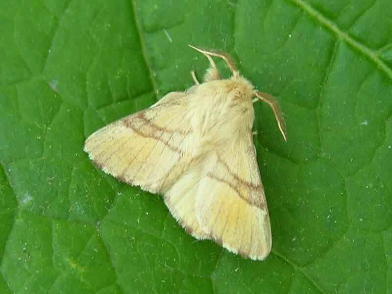 Lackey moth - Malacosoma neustria, click for a larger image, photo is in the public domain