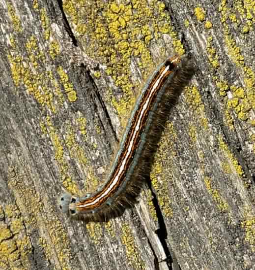 Lackey moth - Malacosoma neustria, click for a larger image
