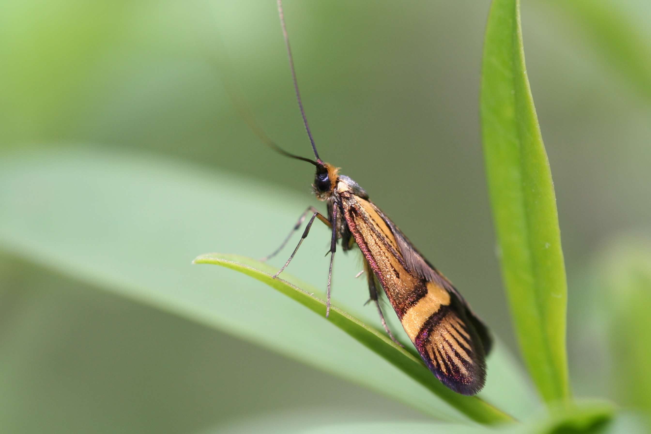 Longhorn moth - Nemophora degeerellak, click for a larger image, photo licensed for reuse CCASA3.0