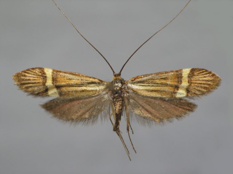 Longhorn moth - Nemophora degeerellak, click for a larger image, photo licensed for reuse CCASA3.0