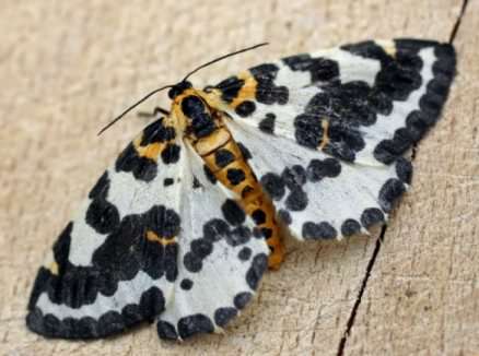 Magpie moth - Abraxas grossulariata, click for a larger image, photo licensed for reuse ©2009 Entomart
