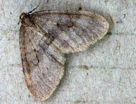 Winter moth - Opherophtera brumata, species information page, photo licensed for reuse ©2005 Entomart