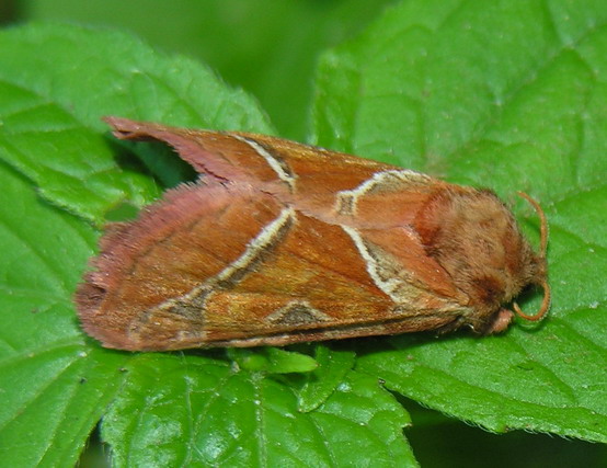 Orange Swift moth - Triodia sylvina, click for a larger image, photo licensed for reuse CCASA3.0