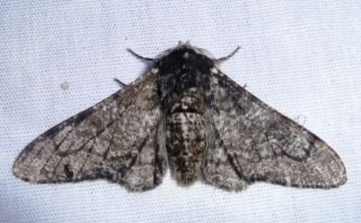 Peppered moth - Biston betularia, click for a larger image, photo licensed for reuse CCASA2.0
