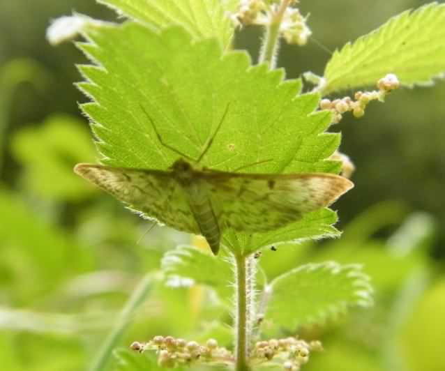 Fenland Pearl - Phlyctaenia perlucidalis, species information page