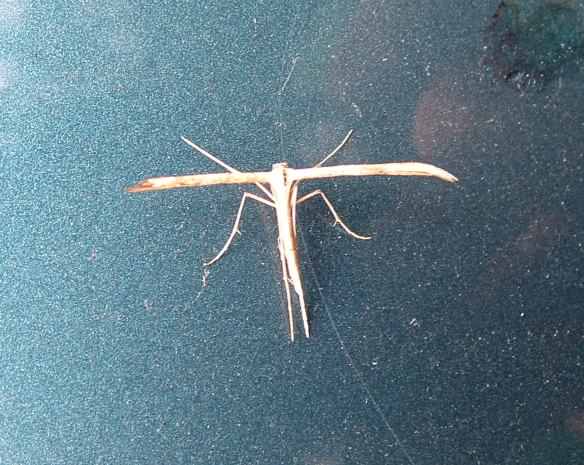 Plume moth - Emmelina monodactyla, species information page